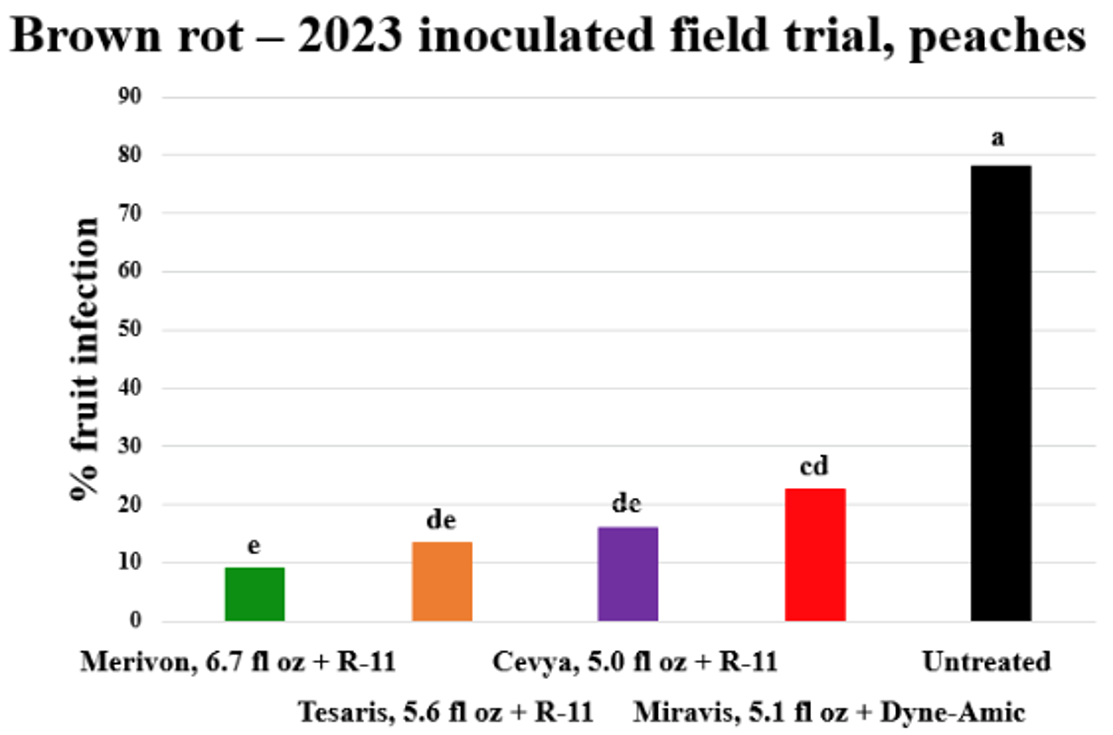 A bar graph showing the efficacy of fungicide treatments against brown rot in peaches from a 2023 inoculated field trial. Merivon + R-11 resulted in the lowest fruit infection rates, significantly reducing brown rot compared to the untreated control. Treatments with Tesaris, Cevya, and Miravis also lowered infection but were less effective than Merivon.